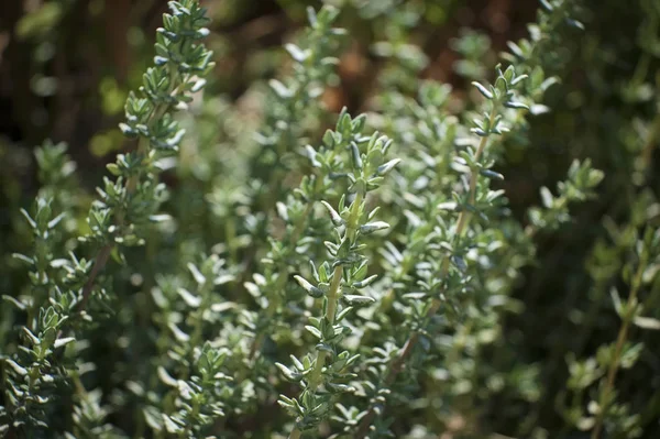 Italy Sicily Thyme Plant Garden — Stock Photo, Image