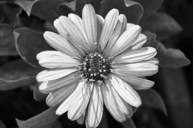 İtalya, Sicilya, bir bahçede mor Afrika papatya