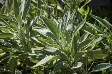 İtalya, Sicilya, adaçayı yaprakları bahçede.