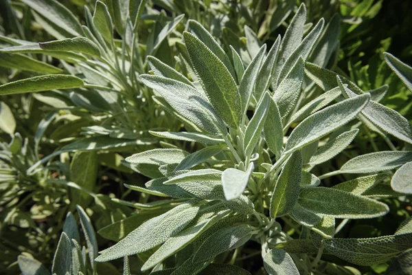 Italien Sicilien Salvia Växtblad Trädgård — Stockfoto