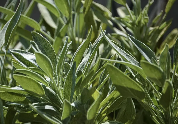 Italien Sicilien Salvia Växtblad Trädgård — Stockfoto