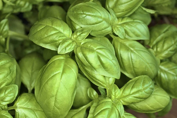 stock image Italy, Sicily, basil plant in a garden