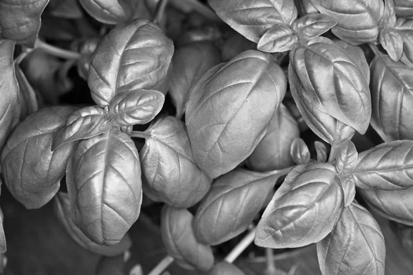 Italia Sicilia Planta Albahaca Jardín — Foto de Stock