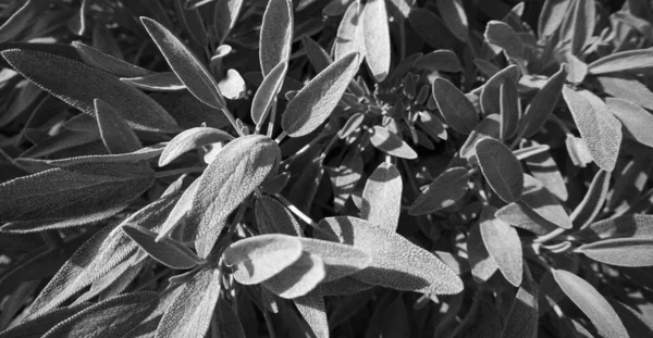Talya Sicilya Adaçayı Yaprakları Bahçede — Stok fotoğraf