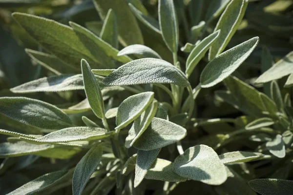 Italien Sicilien Salvia Växtblad Trädgård — Stockfoto