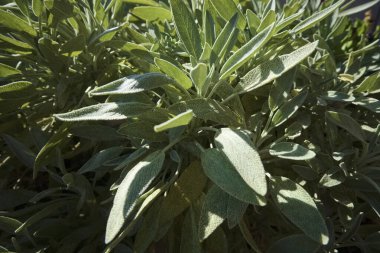 İtalya, Sicilya, adaçayı yaprakları bahçede.