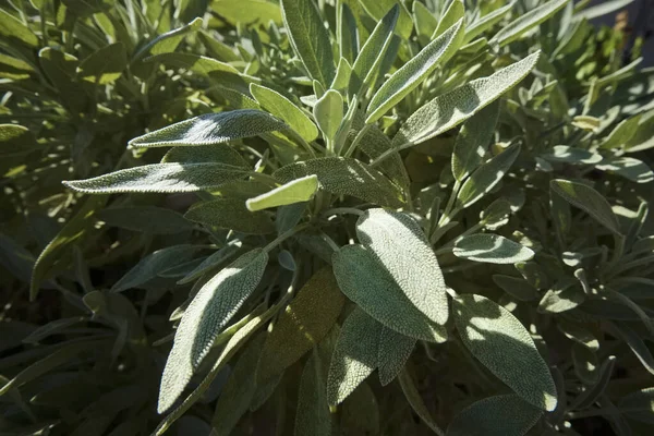 Italien Sicilien Salvia Växtblad Trädgård — Stockfoto