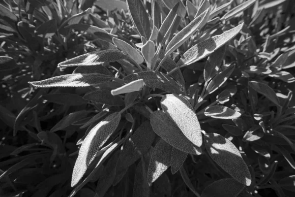 Italy Sicily Sage Plant Leaves Garden — Stock Photo, Image