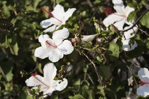 Italia Sicilia Campagna Fiori Bianchi Ibisco Giardino — Foto Stock