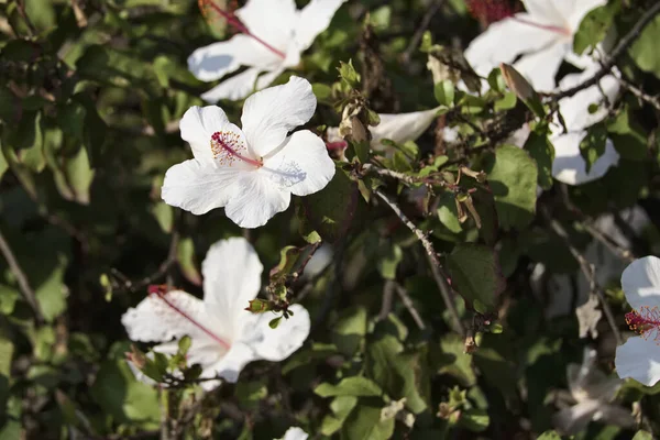 Talya Sicilya Kırsal Bahçedeki Beyaz Hibiscus Çiçekleri — Stok fotoğraf