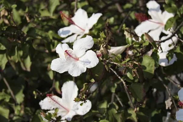 Talya Sicilya Kırsal Bahçedeki Beyaz Hibiscus Çiçekleri — Stok fotoğraf
