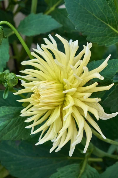 Itália Sicília Campo Flor Branca Dahlia Jardim — Fotografia de Stock