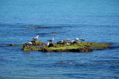 İtalya, Sicilya, Akdeniz, Scoglitti (Ragusa Eyaleti), karaya çıkan martılar