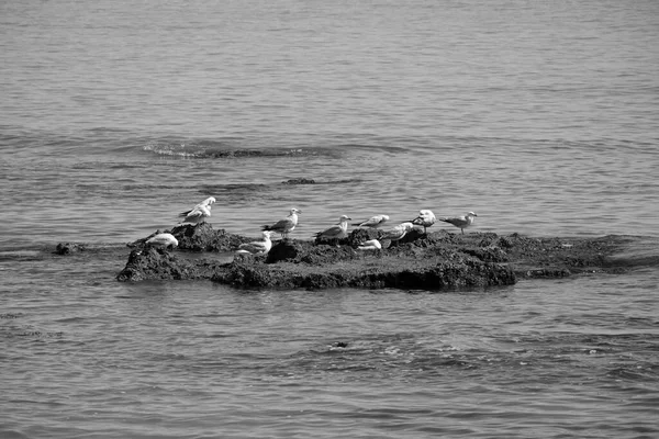 Italy Sicily Mediterranean Sea Scoglitti Ragusa Province Seagulls Ashore — Stock Photo, Image