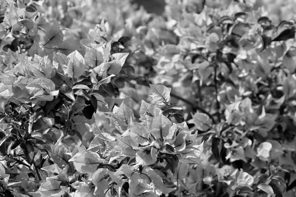 Italie Sicile Campagne Bouganvilliers Violets Plante Dans Jardin — Photo