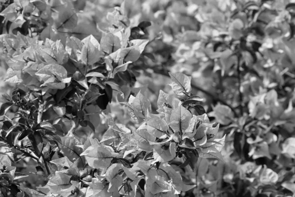 Italie Sicile Campagne Bouganvilliers Violets Plante Dans Jardin — Photo