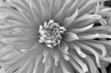 İtalya, Sicilya, kırsal, bahçedeki beyaz Dahlia çiçeği.