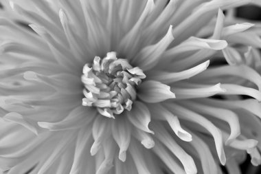 İtalya, Sicilya, kırsal, bahçedeki beyaz Dahlia çiçeği.