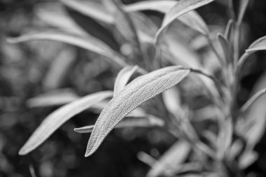 İtalya, Sicilya, adaçayı yaprakları bahçede.