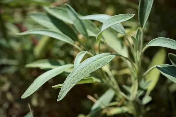 Italien Sicilien Salvia Växtblad Trädgård — Stockfoto