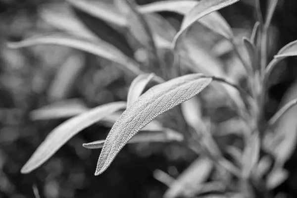 Itália Sicília Sálvia Planta Folhas Jardim — Fotografia de Stock