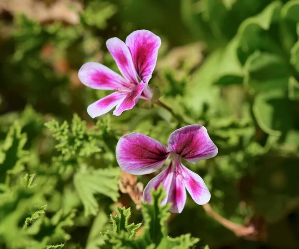 Italy Sicily Countryside Geranium Plant Flowers Garden — Stock Photo, Image