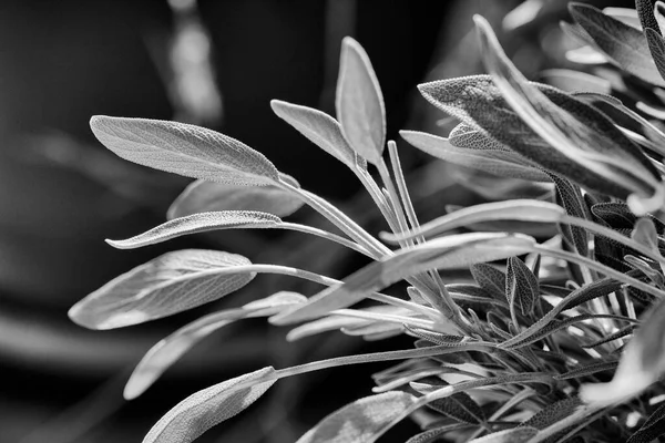 Italia Sicilia Hojas Plantas Salvia Jardín — Foto de Stock