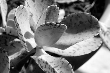 İtalya, Sicilya, Akdeniz sulu bitkiler bir bahçede