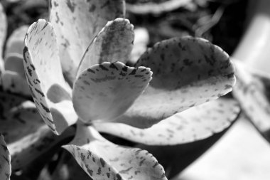 İtalya, Sicilya, Akdeniz sulu bitkiler bir bahçede