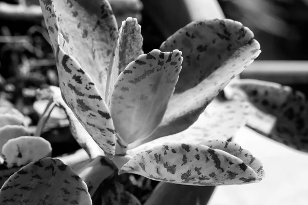 Itália Sicília Mediterrâneo Plantas Suculentas Jardim — Fotografia de Stock