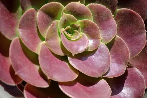 Italy Sicily Mediterranean Succulent Plant Garden — Stock Photo, Image