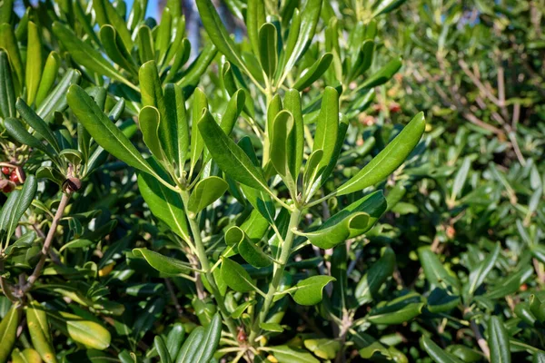 イタリア シチリア島 庭の緑の地中海植物 — ストック写真