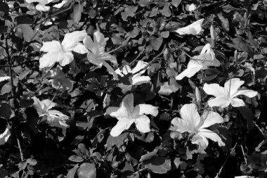 İtalya, Sicilya, kırsal, bahçedeki beyaz Hibiscus çiçekleri