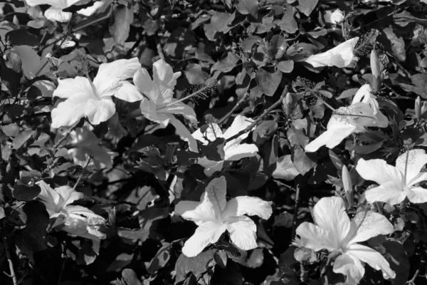 意大利 西西里 白色的芙蓉花在花园里 — 图库照片