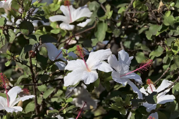 Talya Sicilya Kırsal Bahçedeki Beyaz Hibiscus Çiçekleri — Stok fotoğraf