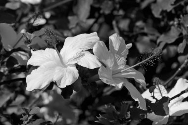 İtalya, Sicilya, kırsal, bahçedeki beyaz Hibiscus çiçekleri