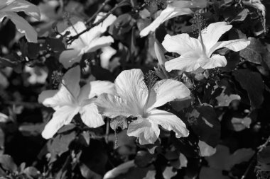 İtalya, Sicilya, kırsal, bahçedeki beyaz Hibiscus çiçekleri