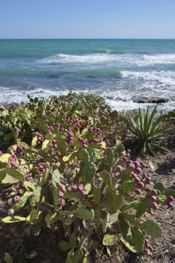 İtalya, Sicilya, Akdeniz, Sampieri (Ragusa Eyaleti), dikenli armutlar ve Sicilya 'nın güneydoğu kayalık kıyı şeridi