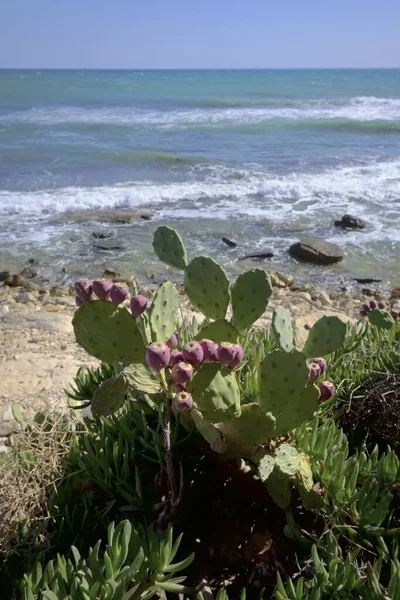 Italië Sicilië Middellandse Zee Sampieri Provincie Ragusa Stekelige Peren Siciliaanse — Stockfoto