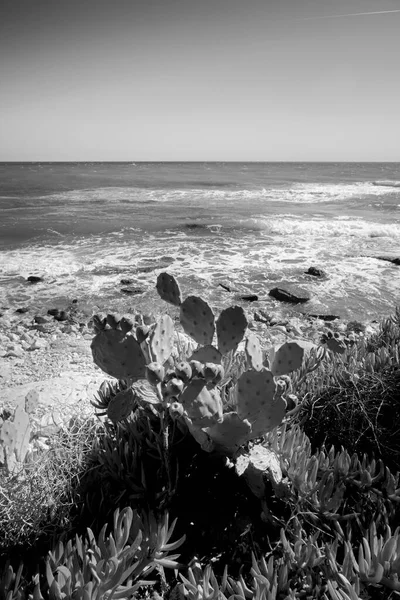 Italie Sicile Méditerranée Sampieri Province Raguse Poires Fourragères Côte Rocheuse — Photo