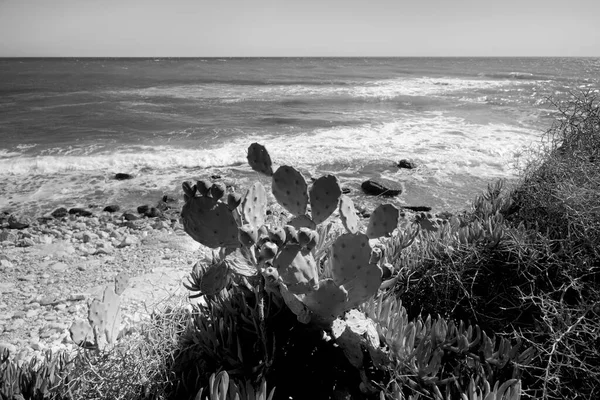 Itália Sicília Mar Mediterrâneo Sampieri Província Ragusa Peras Espinhosas Litoral — Fotografia de Stock