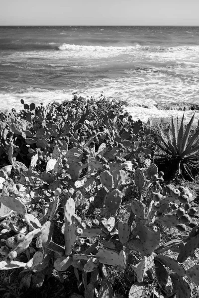 Italy Sicily Mediterranean Sea Sampieri Ragusa Province Prickly Pears Sicilian — Stock Photo, Image