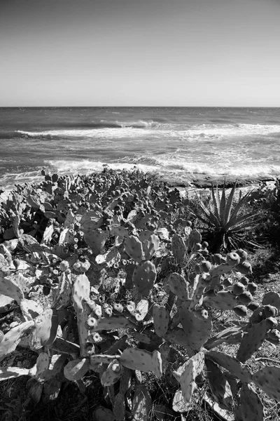 Italy Sicily Mediterranean Sea Sampieri Ragusa Province Prickly Pears Sicilian — Stock Photo, Image