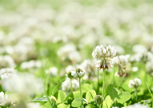 Makro der Kleeblume — Stockfoto