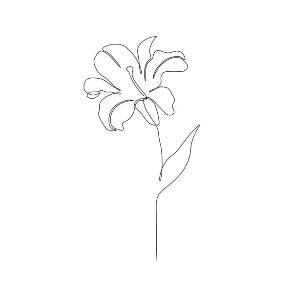 Lily flor en blanco — Vector de stock