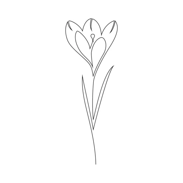 Flor de azafrán sobre blanco — Vector de stock