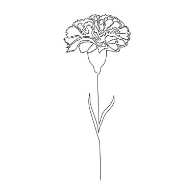 Beyaz üzerine karanfil çiçeği