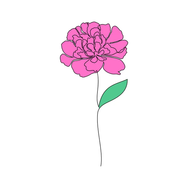 Pivoine fleur sur blanc — Image vectorielle