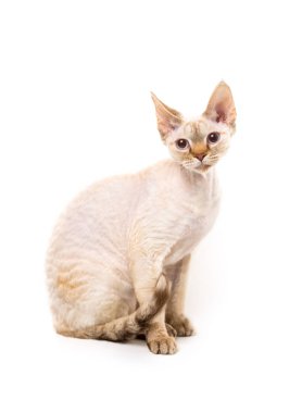 Devon rex kedi