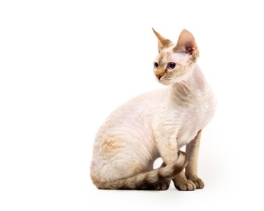 Devon rex kedi